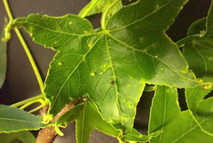 Diaspidiotus liquidambaris