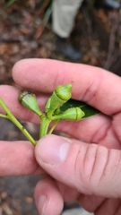 Eucalyptus scias scias
