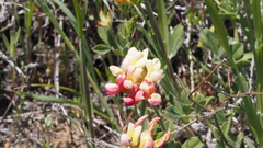 Acmispon grandiflorus grandiflorus