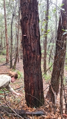 Eucalyptus scias scias