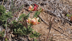 Acmispon grandiflorus grandiflorus