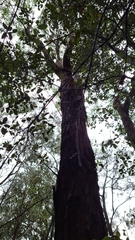 Eucalyptus scias scias