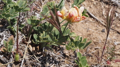 Acmispon grandiflorus grandiflorus