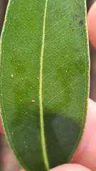 Eucalyptus scias scias