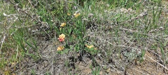 Acmispon grandiflorus grandiflorus