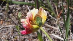 Acmispon grandiflorus grandiflorus