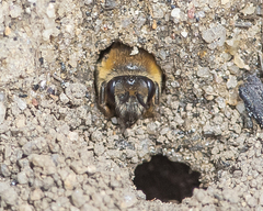Colletes validus