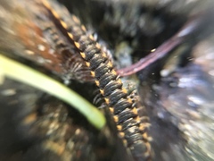 Chondromorpha xanthotricha