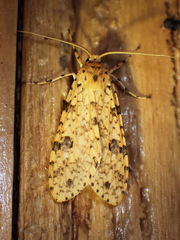 Lophocampa dognini