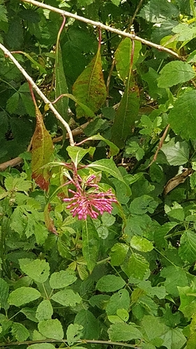 Image of Fuchsia arborescens by (c) Vítor Jorge, some rights reserved (CC BY)
