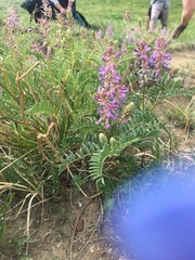Astragalus bisulcatus