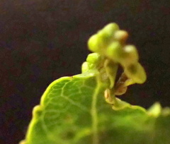 Diaspidiotus liquidambaris