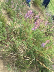 Astragalus bisulcatus