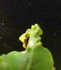 Diaspidiotus liquidambaris