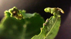 Diaspidiotus liquidambaris