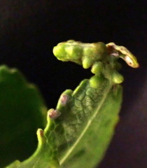 Diaspidiotus liquidambaris