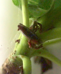 Diaspidiotus liquidambaris