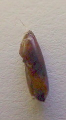 Diaspidiotus liquidambaris