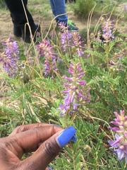 Astragalus bisulcatus