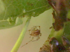 Diaspidiotus liquidambaris