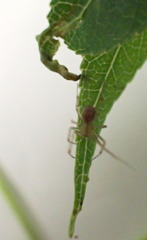 Diaspidiotus liquidambaris