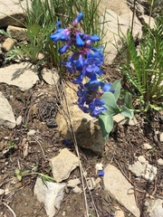 Penstemon nitidus