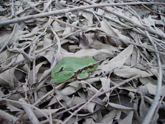 Hyla orientalis