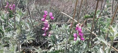 Lathyrus vestitus alefeldii