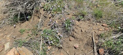 Phacelia curvipes
