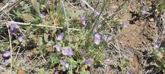 Phacelia curvipes