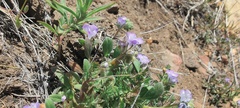 Phacelia curvipes