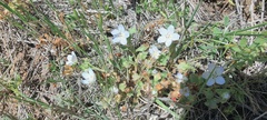 Nemophila menziesii integrifolia