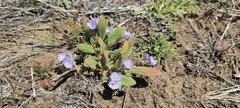 Phacelia curvipes