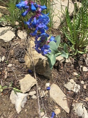Penstemon nitidus