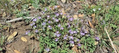 Phacelia curvipes