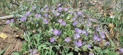Phacelia curvipes