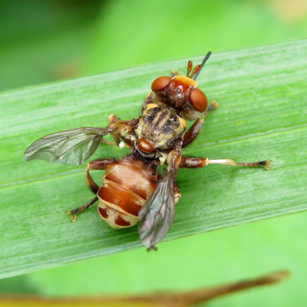 Zodion obliquefasciatum