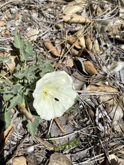 Calystegia collina venusta