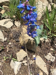 Penstemon nitidus