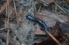 Plethodon grobmani