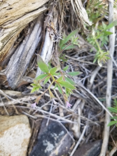 Sticky false gilyflower (Allophyllum glutinosum)