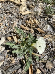 Calystegia collina venusta