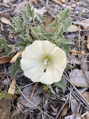 Calystegia collina venusta