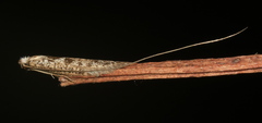 Ceromitia iolampra