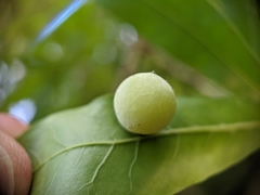Amphibolips quercusracemaria