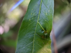 Amphibolips quercusracemaria