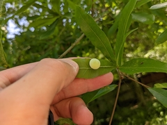 Amphibolips quercusracemaria