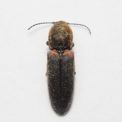 Limonius auripilis