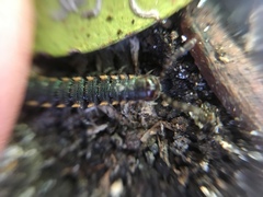 Chondromorpha xanthotricha