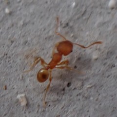 Pheidole flavens